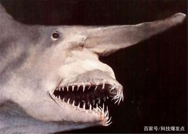 鯊魚的嘴里長出“齒輪”，逮捕獵物極為鋒利，科學家研究上百年！